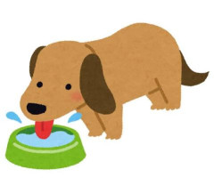 【動画】イッヌ、水を飲むｗｗｗｗｗｗｗｗｗｗｗｗｗｗｗｗ