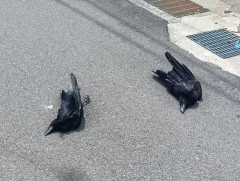【画像】猛暑でカラス死亡ｗｗｗｗｗｗｗｗｗｗｗｗｗｗｗｗｗｗｗｗｗｗ