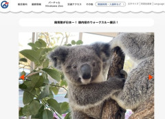 【鹿児島】平川動物公園のコアラ・タイヨウくん　性癖が凄いことになってると話題にｗｗｗｗｗｗｗｗｗ