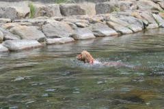 【衝撃】お婆さん、溺れた愛犬を救うため川に飛び込んだ結果・・・・・
