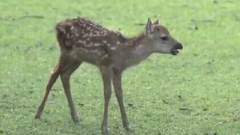 奈良公園のシカ「過去最多の1687頭」と判明　去年より222頭増加　「過密状態」と指摘の“神の使い”　「奈良の鹿愛護会」が調査