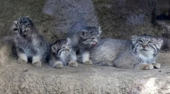 神戸どうぶつ王国のマヌルネコの赤ちゃん　可愛すぎる件