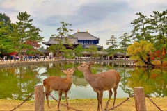 【衝撃】奈良公園、ガチで『深刻な状態』になってしまう！！！！！！