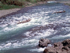 【疑問】川に流されて死ぬやつが謎すぎる件