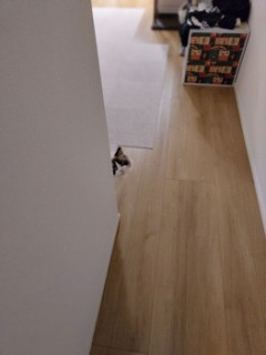 うちの猫をみてくれ（※画像あり）