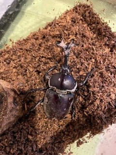 【悲報】カブトムシさん、ボコボコにされてしまうｗｗｗｗｗ