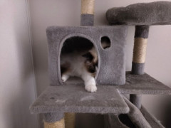 うちの猫をみてくれ（※画像あり）