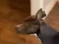 うちの犬は番犬として役に立つのかな？ いつもと違う格好で家に入ってみた → こうなった…