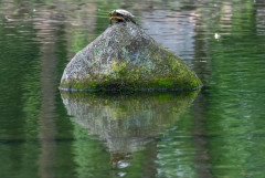 【画像】公園行ったら亀がいた