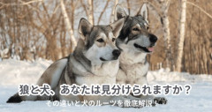 【悲報】イヌ科の動物はなぜ犬だけが人間に懐くのか・・・・・・・・・