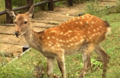 日本全国のシカ、増えすぎてマジで大変なことになっていた・・・山の植物を食べ尽くし、土砂崩れを引き起こす