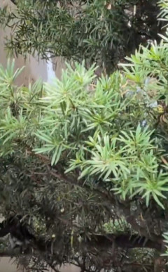 【動画】まんさん「木に殺虫剤したら変なの落ちて来るんだけどw」