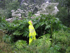フィンランド「お前らの自然に潜む最も危険な動植物って何？」