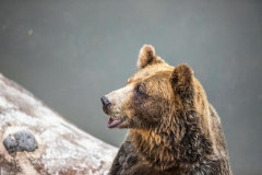 【衝撃】クマに襲われたハンター、格闘しながらゼロ距離射撃で仕留める「襲われた時に目をつぶした」