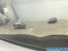 【衝撃】アサリの浄化実験動画、ガチでヤバすぎるwwwwwwwwww
