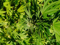【困惑】大麻が違法でアルコールが合法ってどういう基準なんや?