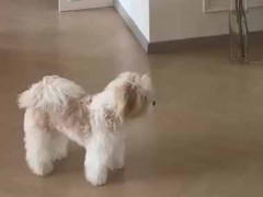 犬の目の前でボールをバウンドさせてみた。ど、どこ行った？ → 犬はこうなった…