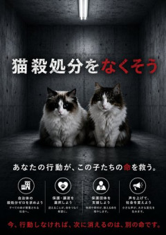 【悲報】猫の殺処分ゼロを目指してAIでポスター作ったwwwwwwwwww