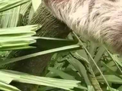 赤ちゃんがママのお腹の上で寝ていた。これはマネできない！ → ママはこんな体勢です…