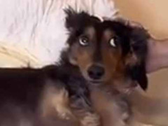 お昼寝中の赤ちゃんの隣に犬がいた。ちょっと静かにしててね → 犬、本能には逆らえません…
