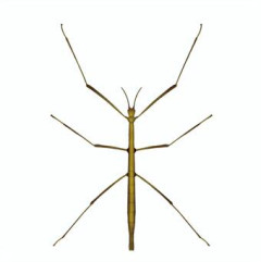【画像】田舎の山にいる謎の虫ｗｗｗｗｗｗｗｗｗｗｗｗｗｗｗｗｗｗｗｗｗｗｗｗｗｗｗｗｗｗ