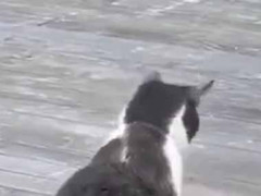 異なる見た目のふたりが一緒にいた。お前ら天敵じゃないの！？ → 雰囲気はこんな様子です…