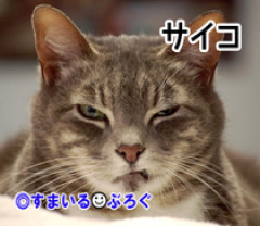 就活で訪れた東北の村。誰もが気さくに話しかけてくる。愛想よく返していた俺。だが様子がおかしい。村人たちが皆俺を監視している。気のせいかと思ったがそうではなかった…