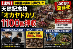 【速報】中国籍の男から押収した天然記念物「オカヤドカリ」1100匹、300匹は衰弱死※5年以下の拘禁/100万円以下の罰金
