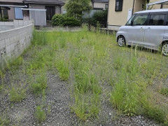 駐車場が雑草だらけで自動ブレーキが作動するんだが