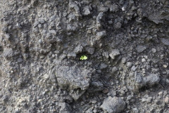 大規模噴火で溶岩に覆われた西之島　5年経て初めて植物を確認