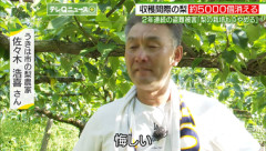 【悲報】去年梨6500個盗まれた福岡･うきは市の農園､今年も梨5000個盗まれて閉園を決断｢もう気力なくして…｣