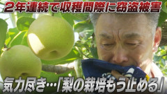 【悲報】去年約6000個盗まれた梨農家さん、今年も5000個盗まれる→梨農家さん号泣・・・「梨の栽培はもう辞める」