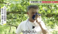 【悲報】梨農家、2年連続で盗まれて号泣…もう続けられない…
