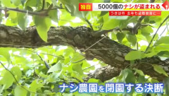 【悲報】去年6500個盗まれた梨農園さん、今年も5000個盗まれ閉園を決意…