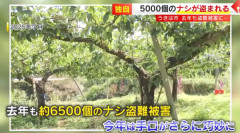 【福岡】去年6500個盗まれた梨農園さん、今年も5000個盗まれて閉園を決意