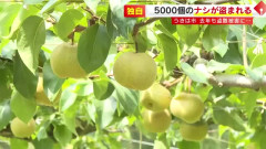 【悲報】去年6500個盗まれた梨農園さん、今年も5000個盗まれて閉園を決意