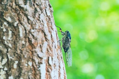 【悲報】セミさん、暑さで死にまくる・・・・・・・・・