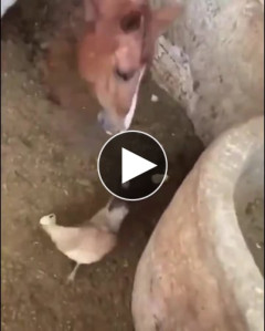 【困惑】馬さん、ヒヨコを食ってしまう