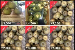 【衝撃】【画像】メルカリで訳あり品“幸水”が大量出品中・・・・・・・・・
