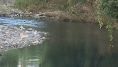 友人5人と川遊び　シュノーケリングをしていた中国籍の男性（看護助手、２１歳）が溺れて死亡　現場近くでは６月７日にも１５歳の高校生が溺れて死亡　福岡県星野川（動画あり）