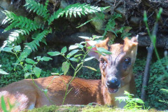 千葉県に「キョン」っていう害獣いるじゃん