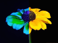 【画像】色弱だと2つの絵が全く同じ色に見えるらしい