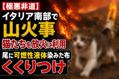 【極悪非道】イタリア南部で山火事、猫たちを放火に利用 尾に可燃性液体染みた布くくりつけ