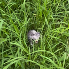 【超奇跡】インフルエンサーさん、草むらからノミもダニも付いてない子猫を拾ってしまう