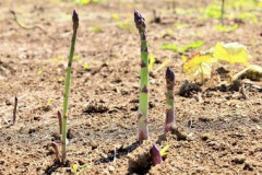 ハウス9棟のアスパラが突然枯れる 畑にある貯水タンクに除草剤を入れ業務妨害 隣の畑でアスパラを栽培する44歳男逮捕