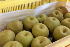 【悲報】ベトナム人さん、熟してない梨・りんご・桃の大量即売祭りをSNSで始めるｗｗｗｗｗｗｗｗｗｗ