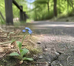 好きな野の花