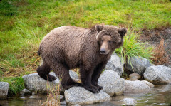役所「クマがいる、撃って」猟師「撃つ必要ない」役所「撃って」警察「立ち合う」猟師「はい」ﾊﾟｧﾝ　警察「銃刀法違反です」← ひどない？