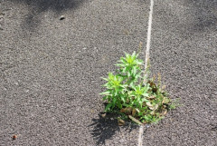駐車場が雑草だらけで自動ブレーキが作動するんだが