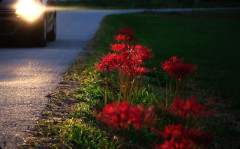 コンパの後、飲んでないAが車で送ってくれることになった。いざ出発すると車の前方がやけに暗い。ライトが点いてないんじゃと指摘するも点いてるよと。しかし…